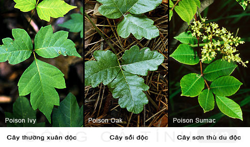 cay-doc-poison-ivy-oak-sumac-wetrek.vn