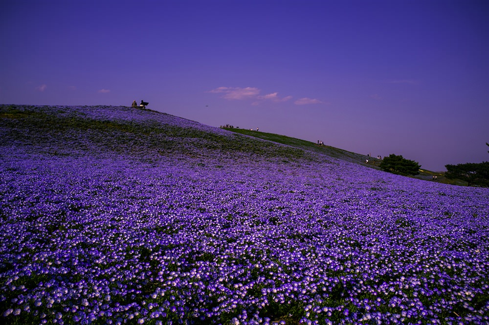 Doi-hoa-nemophila-Nhat-ban-anh-dep-wetrekvn