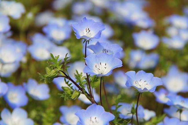 Doi-hoa-nemophila-Nhat-ban-anh-dep-wetrekvn