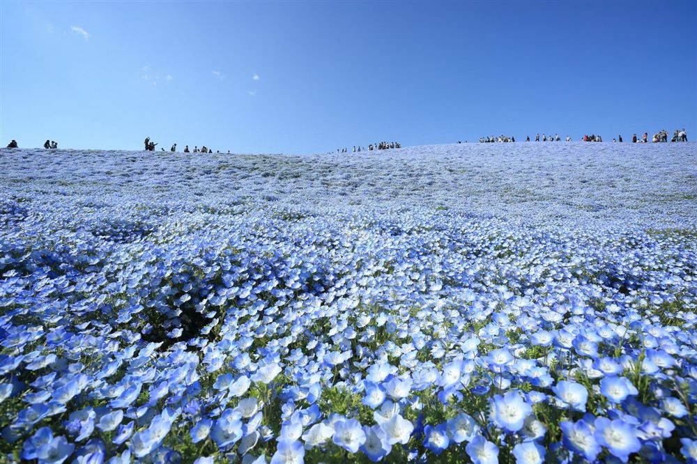 Doi-hoa-nemophila-Nhat-ban-anh-dep-wetrekvn