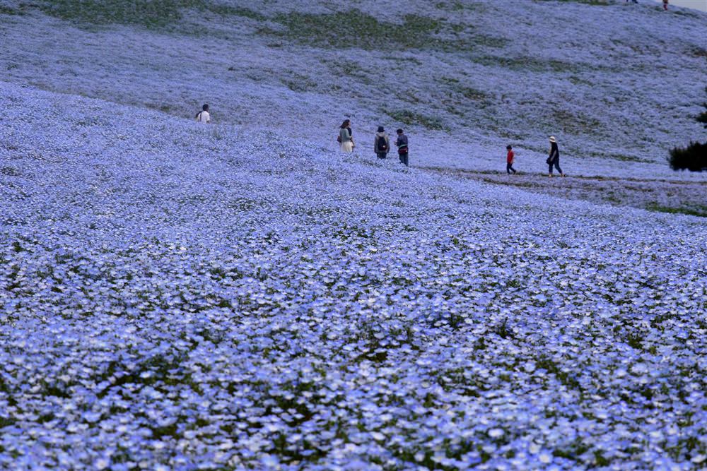 Doi-hoa-nemophila-Nhat-ban-anh-dep-wetrekvn