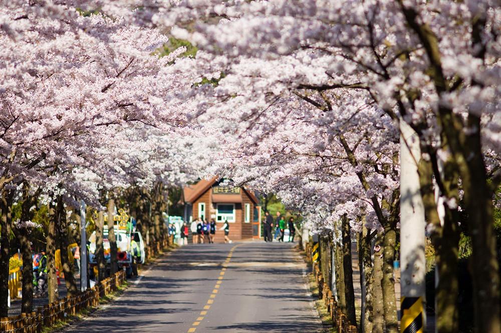 Dao-Jeju-Han-Quoc-Thien-duong-ngot-ngao-wetrekvn