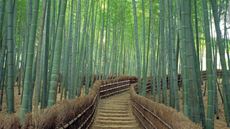 Anh-dep-rung-truc-Sanago-Kyoto