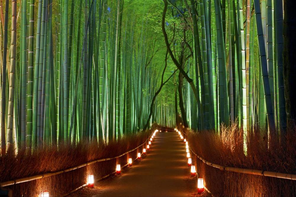 Anh-dep-rung-truc-Sanago-Kyoto