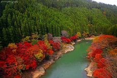 Anh-dep-rung-truc-Sanago-Kyoto