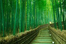 Anh-dep-rung-truc-Sanago-Kyoto