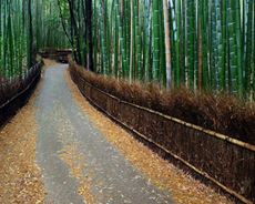 Anh-dep-rung-truc-Sanago-Kyoto