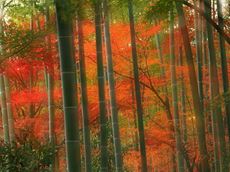 Anh-dep-rung-truc-Sanago-Kyoto