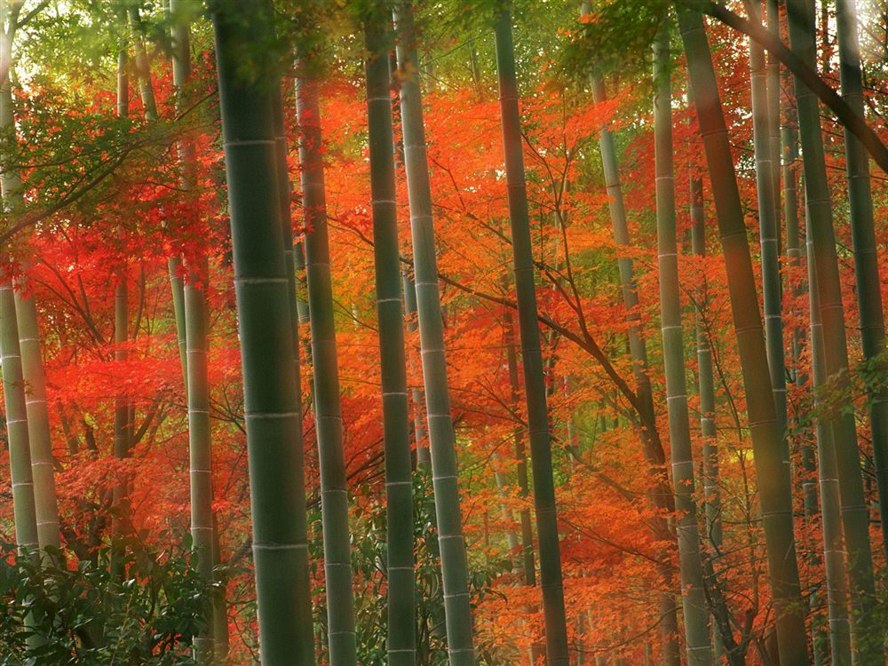 Anh-dep-rung-truc-Sanago-Kyoto