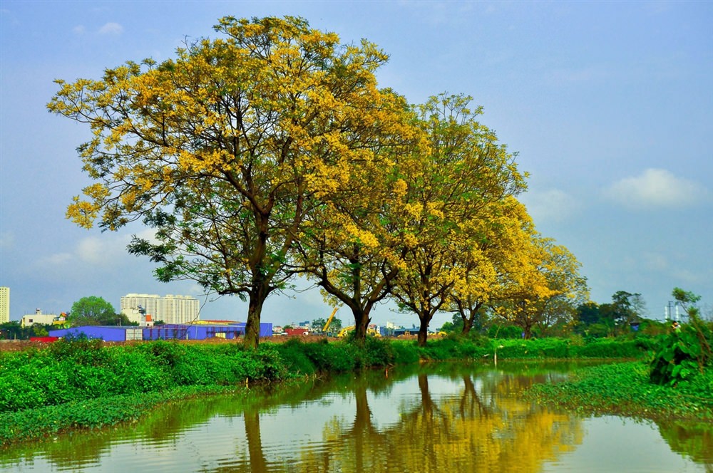 Con-duong-hoa-diep-ruc-vang-ngoai-o-Ha-Noi-wetrekvn