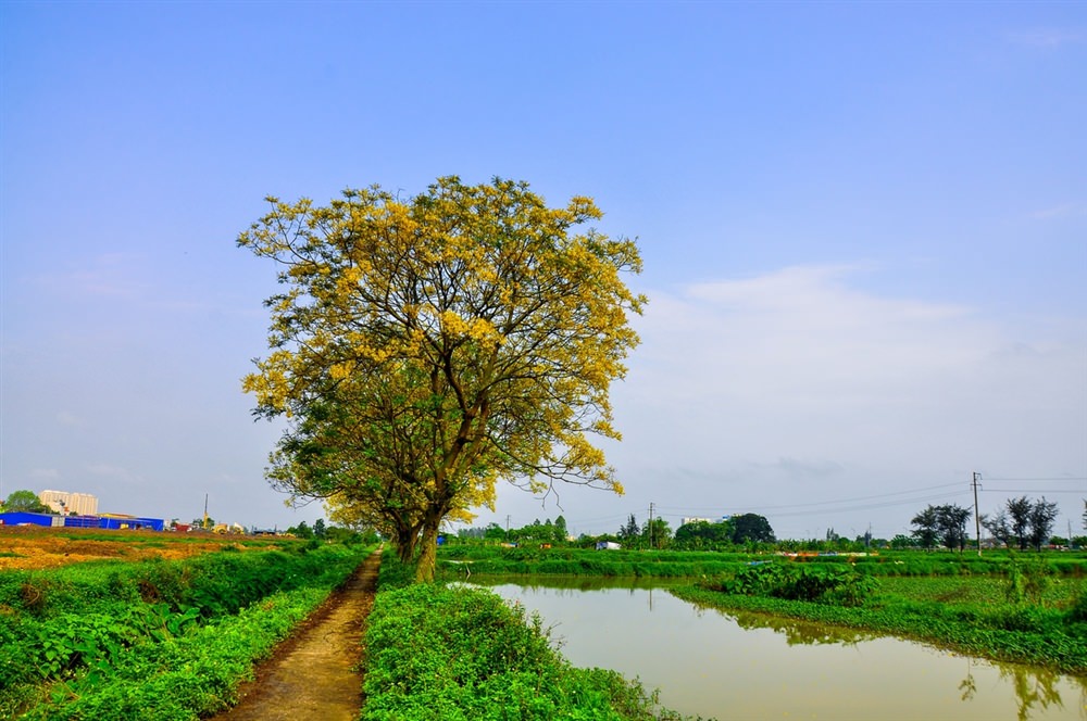 Con-duong-hoa-diep-ruc-vang-ngoai-o-Ha-Noi-wetrekvn