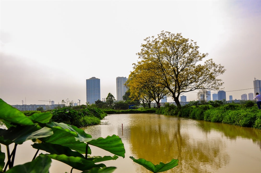 Con-duong-hoa-diep-ruc-vang-ngoai-o-Ha-Noi-wetrekvn