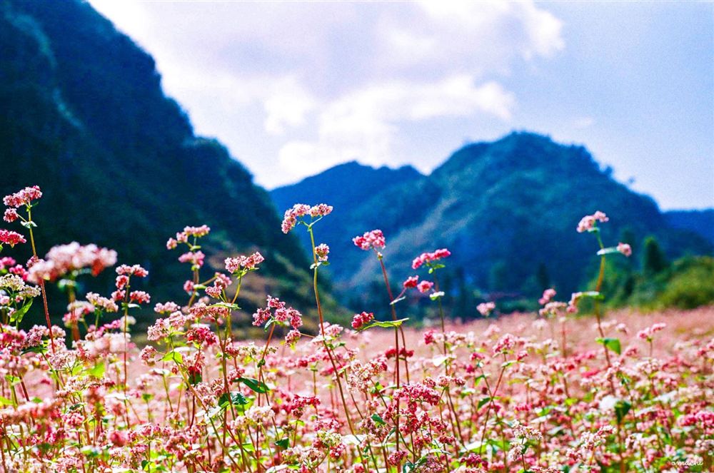 Mua-hoa-tam-giac-mach-o-Ha-Giang