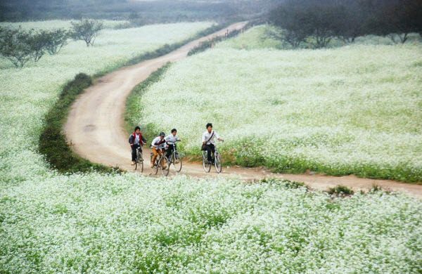 Hoa cải WETREKVN