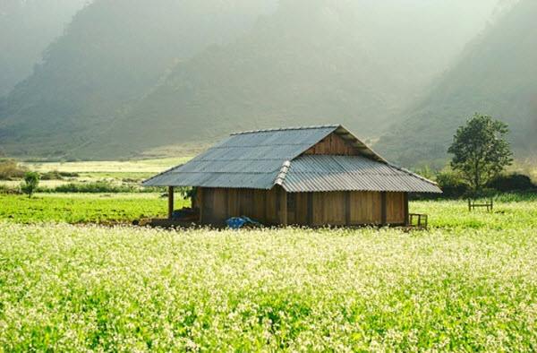 Hoa cải WETREKVN