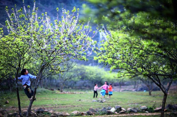 Hoa cải WETREKVN