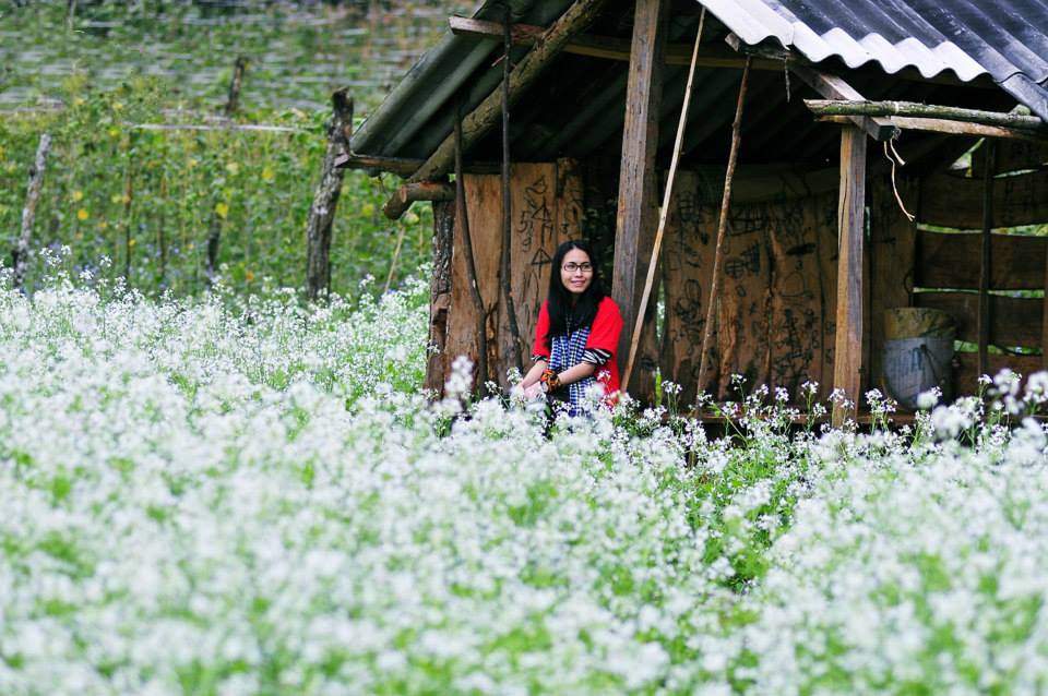 Hoa cải WETREKVN