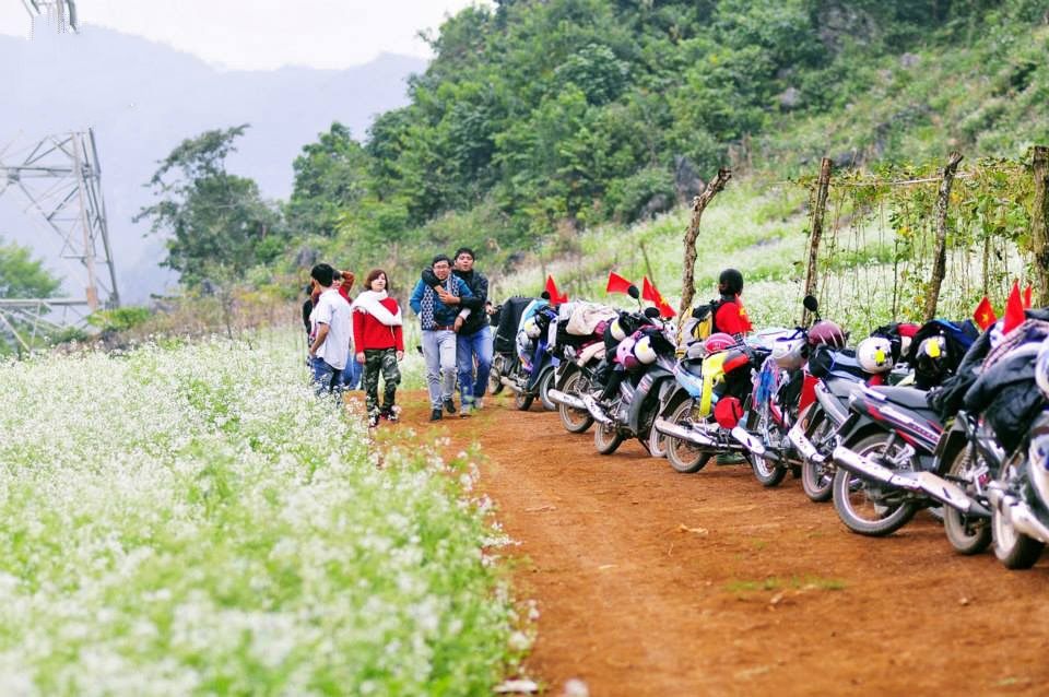Hoa cải WETREKVN