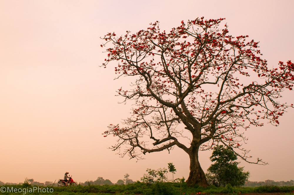 Tháng 3 hoa gạo đẹp đến nao lòng