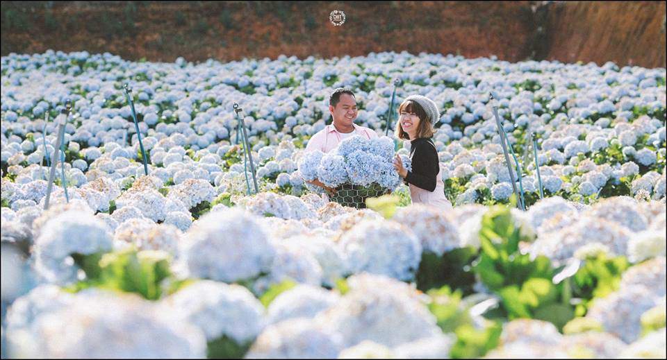 Canh-dong-hoa-cam-tu-cau-Da-Lat.jpg