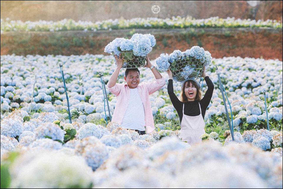 Canh-dong-hoa-cam-tu-cau-Da-Lat.jpg