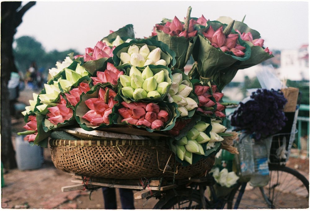 Hà Nội dịu dàng thơm ngát mùa sen 