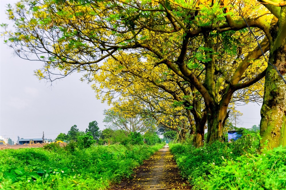 Con đường hoa điệp rực vàng ở ngoại ô Hà Nội 