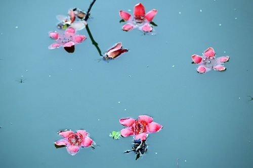 hoa-gao-quanh-hanoi-wetrek.vn