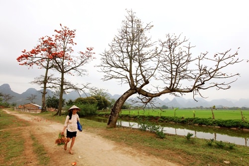 hoa-gao-quanh-hanoi-wetrek.vn