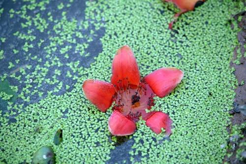 hoa-gao-quanh-hanoi-wetrek.vn