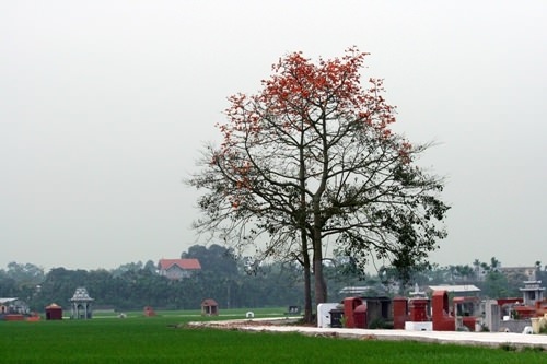 hoa-gao-quanh-hanoi-wetrek.vn