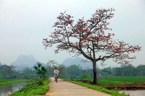 hoa-gao-quanh-hanoi-wetrek.vn