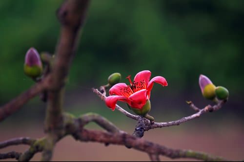 hoa-gao-quanh-hanoi-wetrek.vn