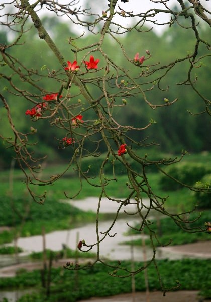 hoa-gao-quanh-hanoi-wetrek.vn