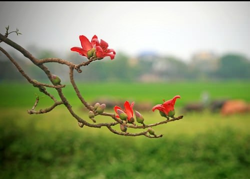 hoa-gao-quanh-hanoi-wetrek.vn