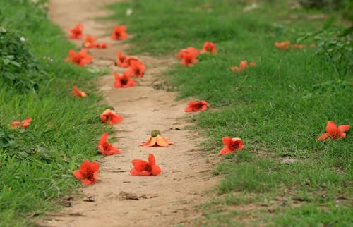 hoa-gao-quanh-hanoi-wetrek.vn