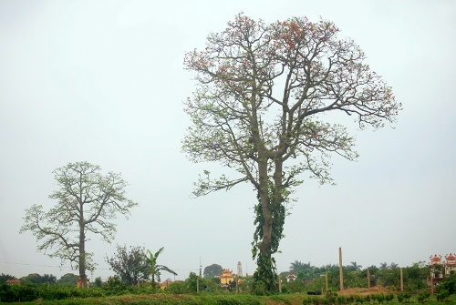 hoa-gao-quanh-hanoi-wetrek.vn