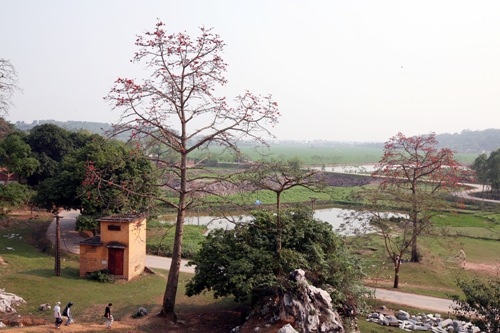 hoa-gao-quanh-hanoi-wetrek.vn