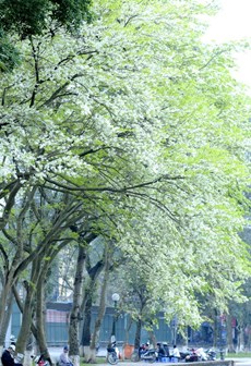 khuc-giao-mua-thang-3-hanoi-wetrek.vn