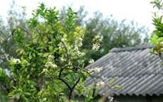 khuc-giao-mua-thang-3-hanoi-wetrek.vn