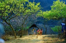 Cao-nguyen-Moc-Chau-xinh-dep-va-binh-yen
