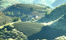 Cao-nguyen-Moc-Chau-xinh-dep-va-binh-yen
