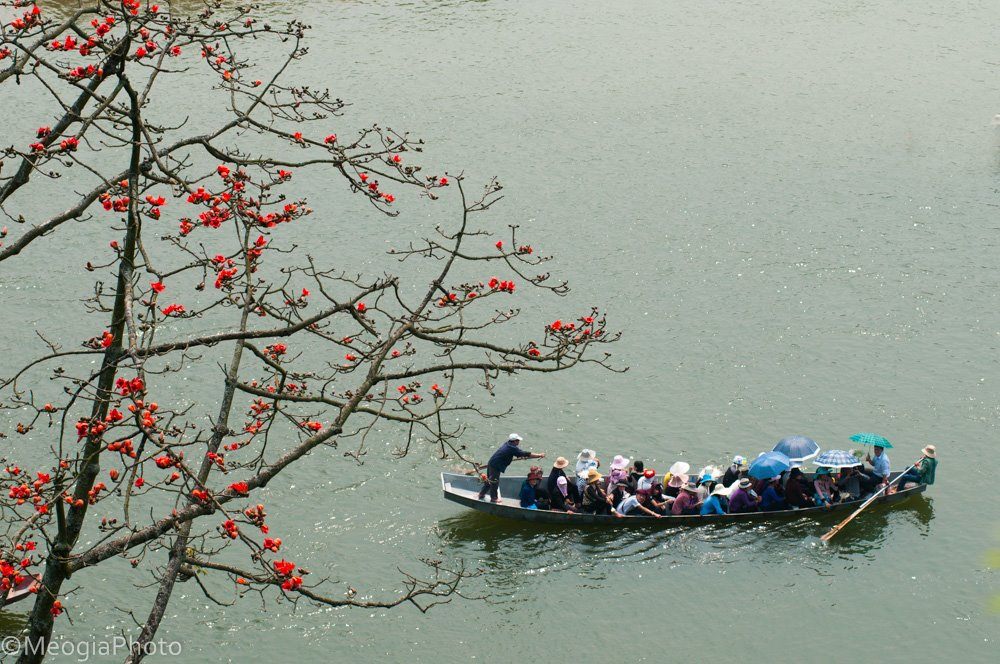 Anh-dep-hoa-gao-tháng-3