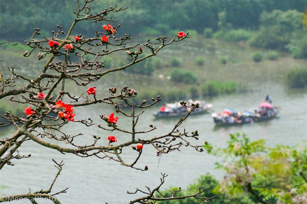 Anh-dep-hoa-gao-tháng-3