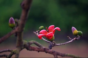 HOA GẠO QUANH HÀ NỘI