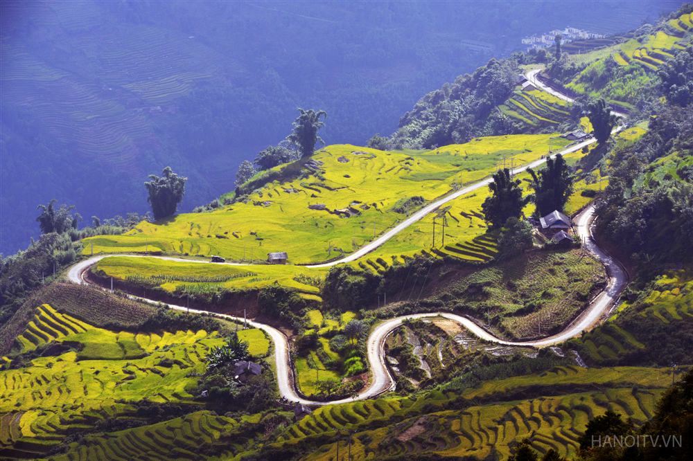 Rực rỡ mùa vàng Tây Bắc trên rẻo cao 