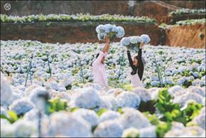 Cánh đồng hoa Cẩm tú cầu đẹp ngỡ ngàng ở Đà Lạt 