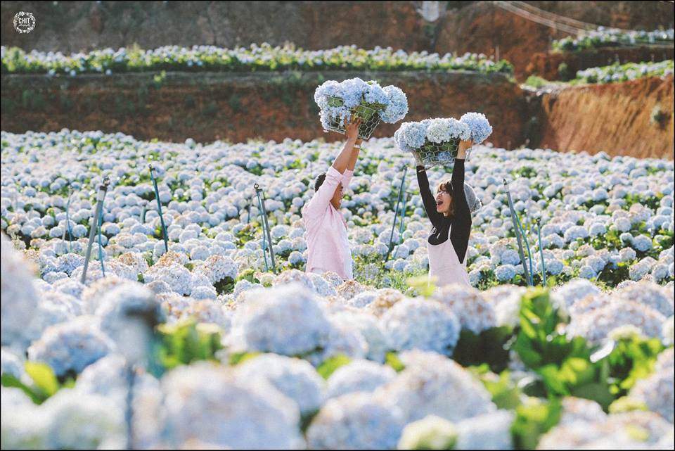 Cánh đồng hoa Cẩm tú cầu đẹp ngỡ ngàng ở Đà Lạt 