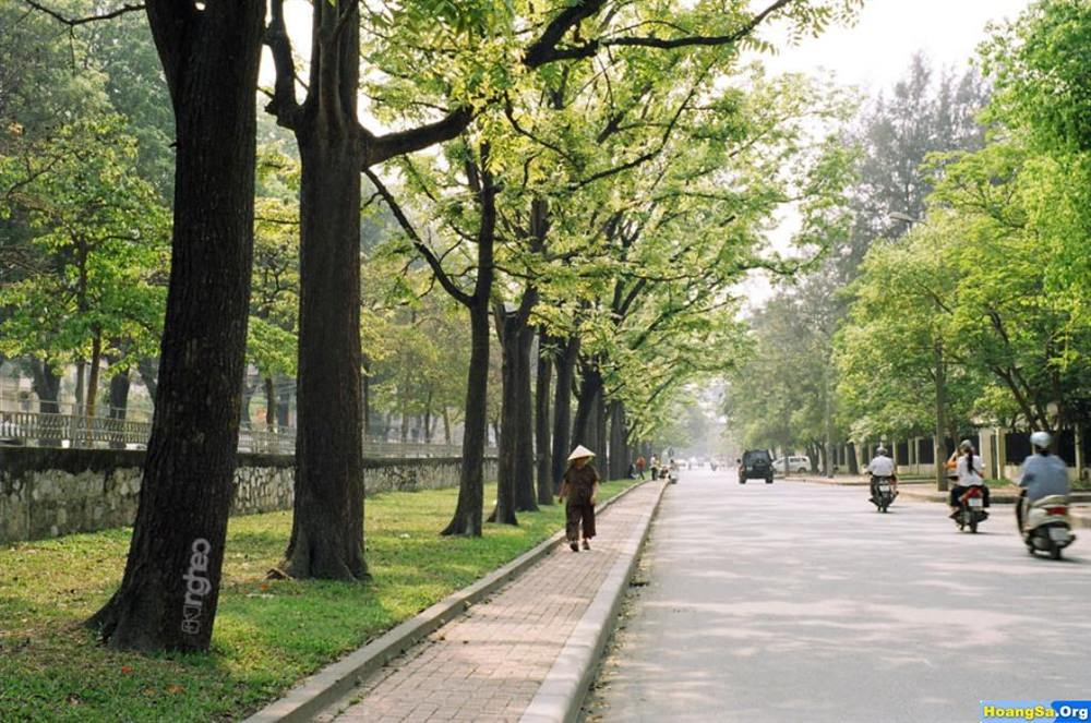 Hoa sữa Hà Nội WeTrekvn 9