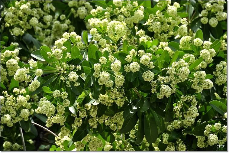 Hoa sữa Hà Nội WeTrekvn